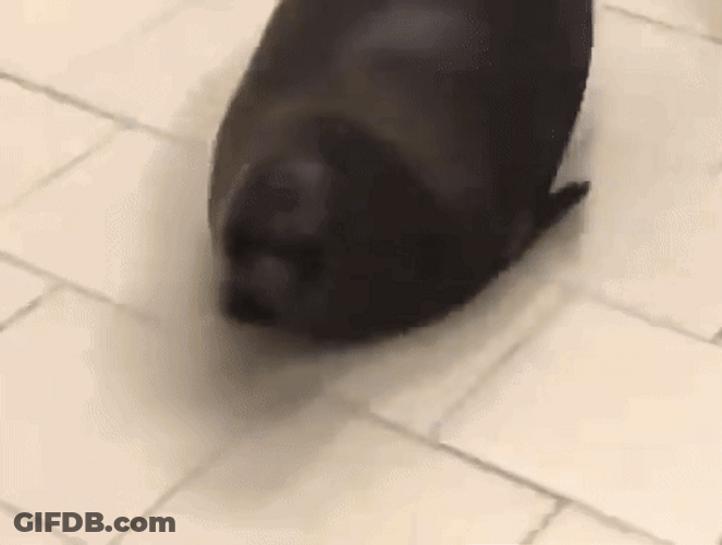 Big Bouncing Seals Looks For A Friend GIF