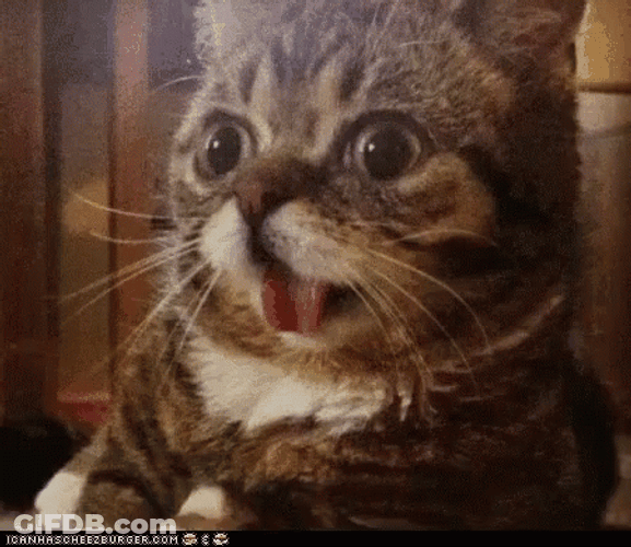 Big Cat Oh Wow GIF