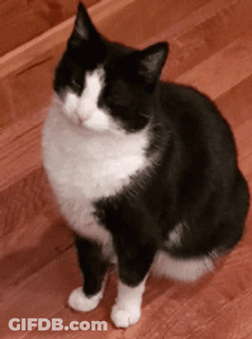 Big Cat Shake My Head GIF