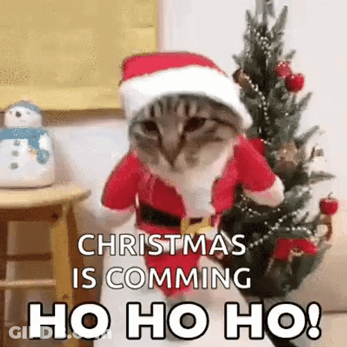 Big Cat Xmas Is Coming GIF