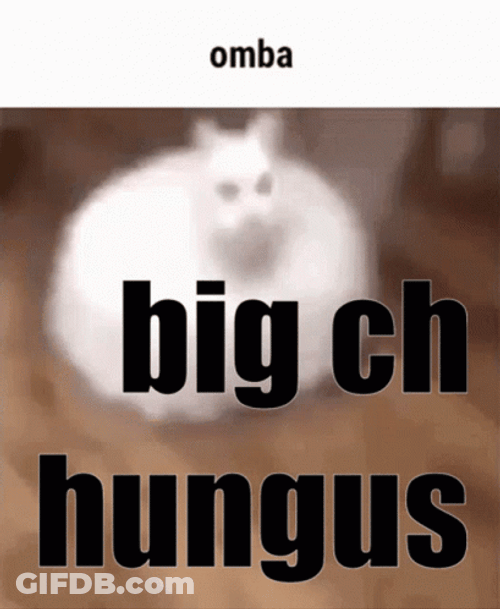 Big Chungus White Cat GIF