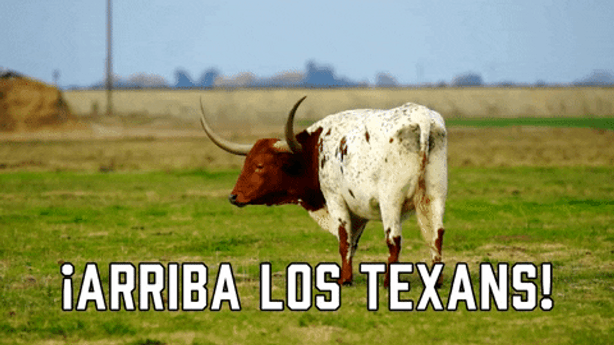 Big Cow Texans GIF