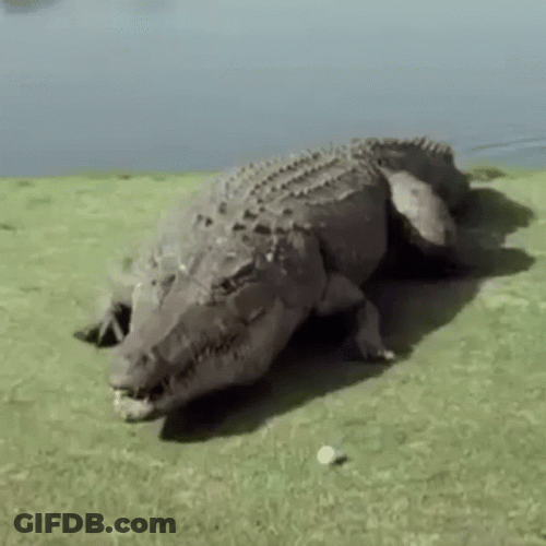 Big Crocodile Explosion Meme GIF