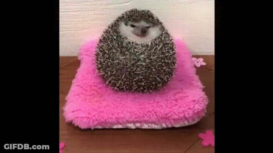 Big Cute Hedgehog Fell GIF