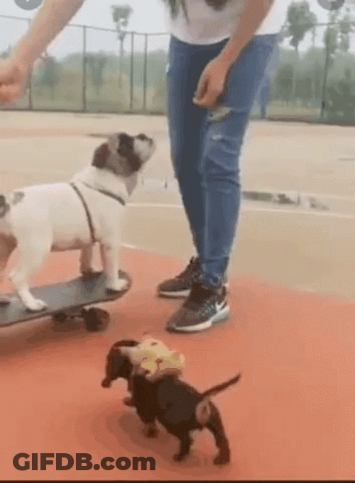 Big Dawg Skating GIF