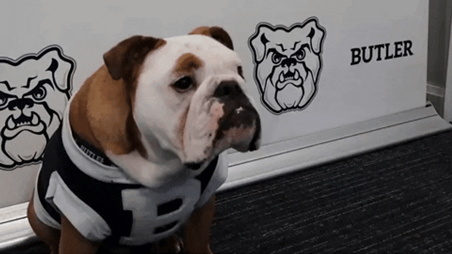 Big Dog Aye Hey Five GIF
