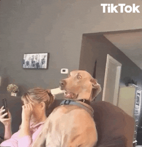 Big Dog Face Shock GIF