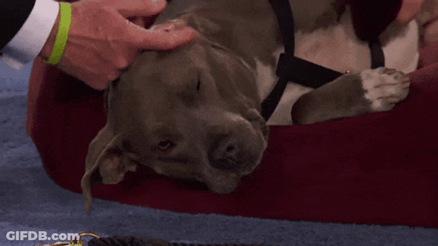 Big Dog Gets Head Scratches Rub GIF