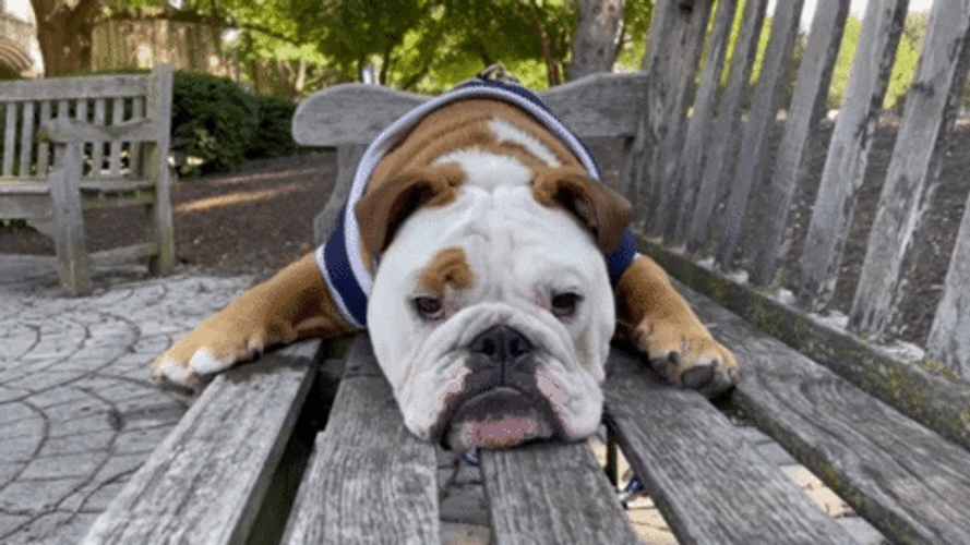 Big Dog I'm Bored Sad Face GIF