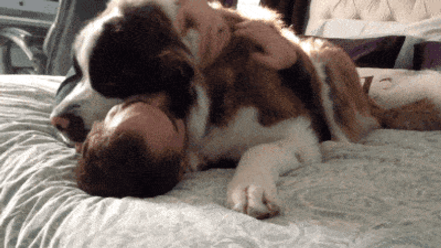 Big Dog Laying In Bed GIF