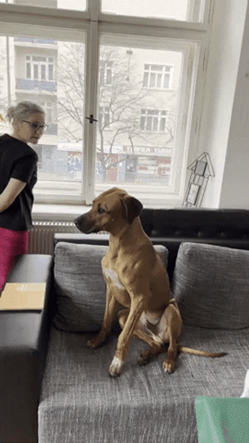 Big Dog Looks At Window GIF