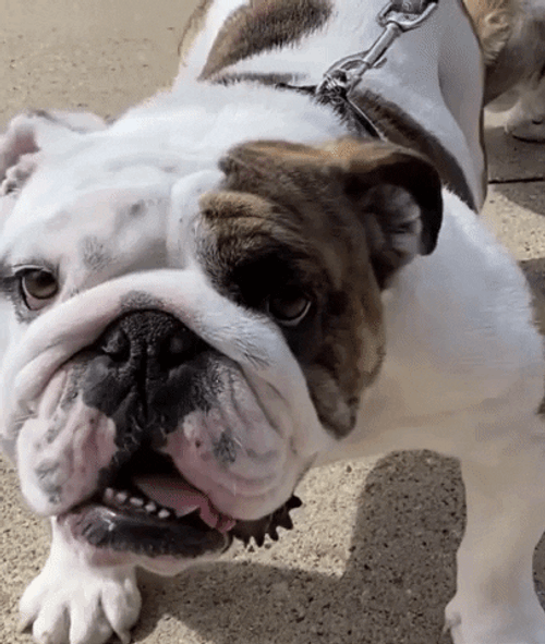 Big Dog Looks At You Tongue Out GIF