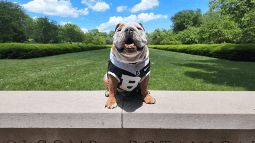 Big Dog On Clothes Poses GIF