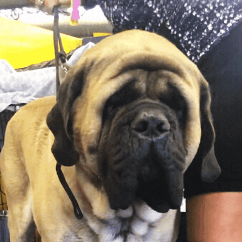 Big Dog On Leash Heads Up Down GIF