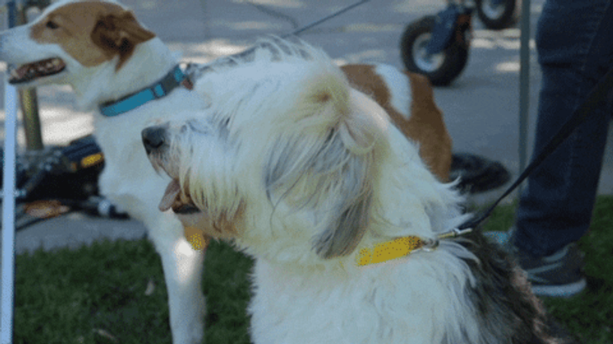 Big Dog On Leash Sniffing GIF