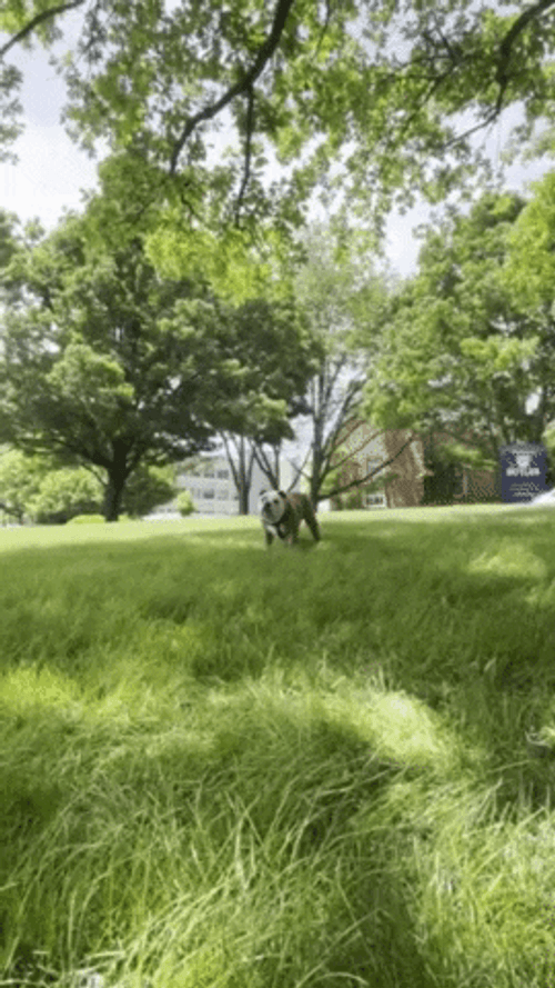 Big Dog Take It All In GIF