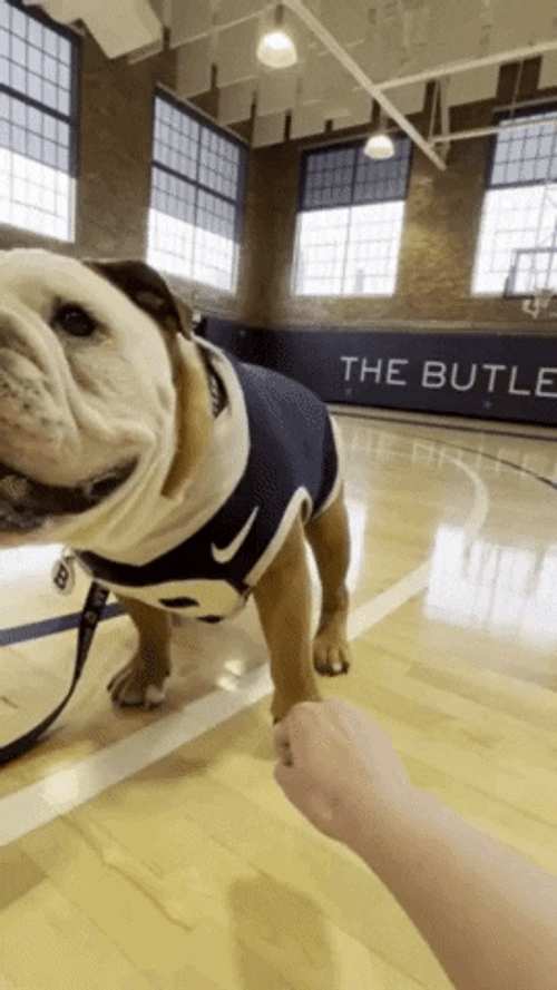 Big Dog You Got This Fist Bump GIF