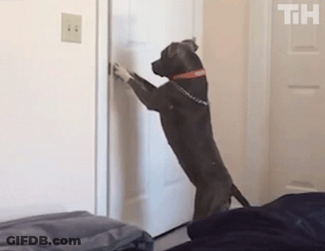 Big Doggo Open Door GIF