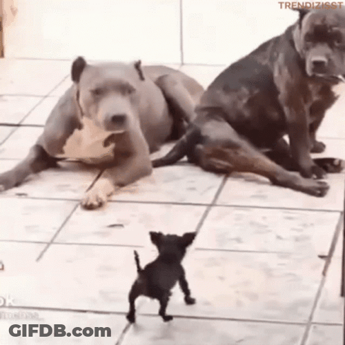 Big Dogs With A Tiny Chihuahua GIF