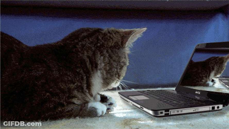 Big Eyed Cat Computer Shock GIF
