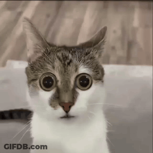 Big Eyed Cat Looking At Camera GIF