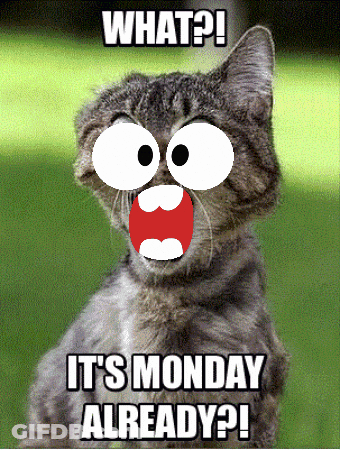 Big-Eyed Cat Says What It's Monday Already GIF