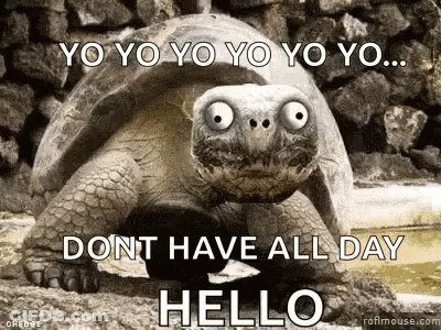 Big Eyed Turtle Saying Yo Yo Yo Beside Rock Wall GIF