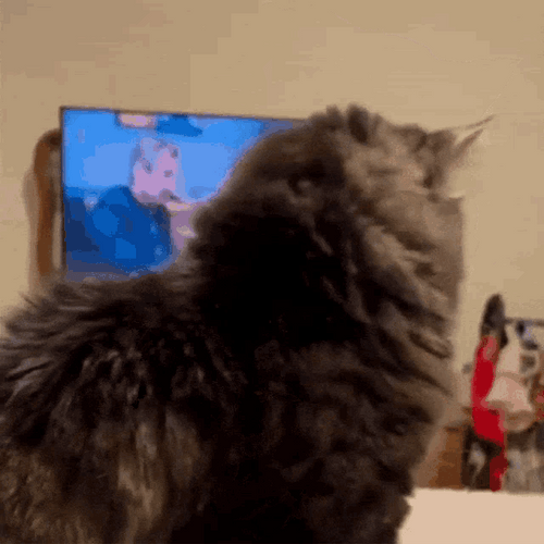 Big Eyes Cat Staring GIF