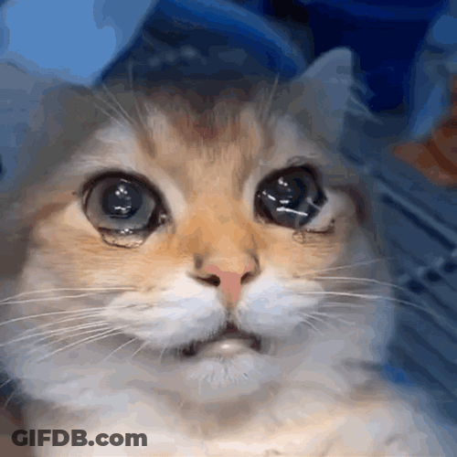 Big Eyes Crying Cat GIF