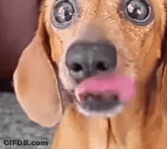 Big Eyes Dog Tongue Lick GIF