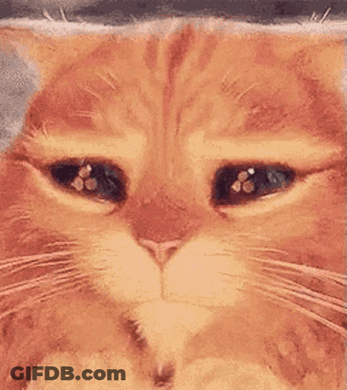 Big Eyes Sad Cat GIF