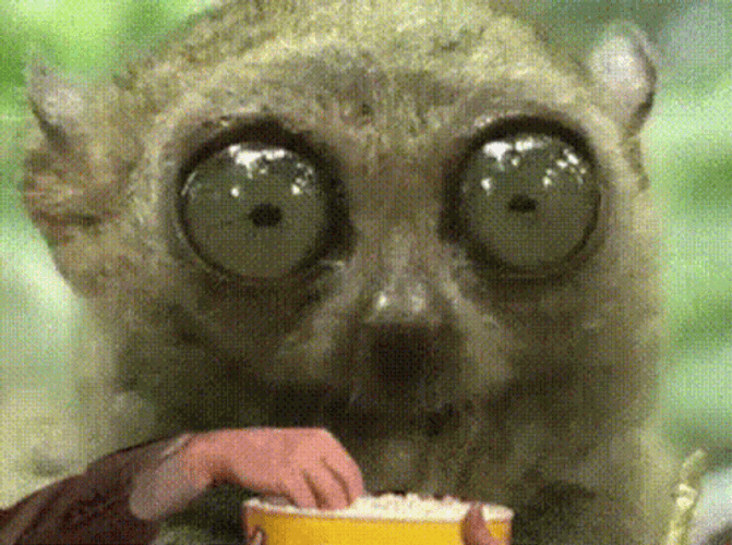 Big Eyes Tarsier Popcorn GIF