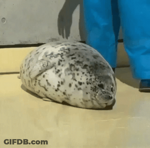 Big Fat Seal Rolling GIF