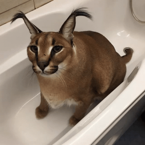 Big Floppa Beluga Cat GIF