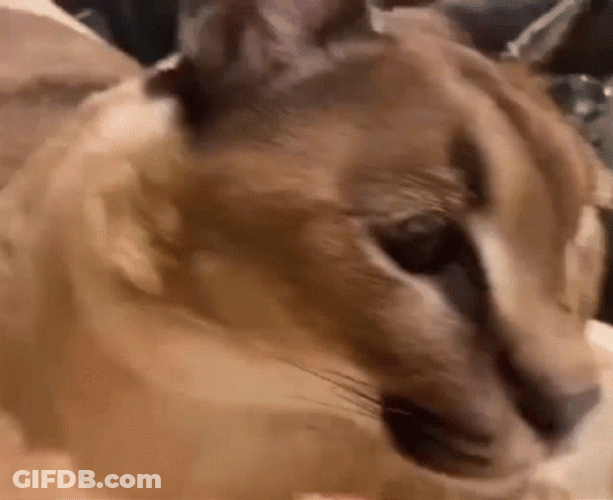 Big Floppa Caracal Getting Pets GIF
