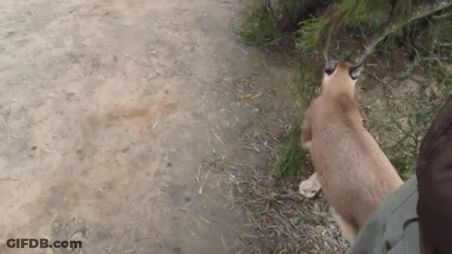 Big Floppa Caracal Marking Territory GIF
