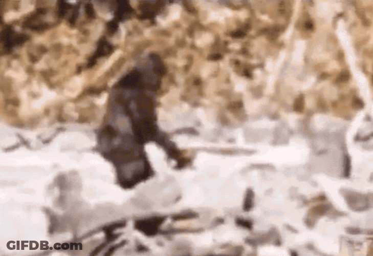 Big Foot Caught On Cam GIF