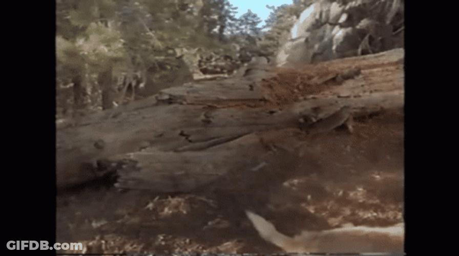 Big Foot Falling GIF