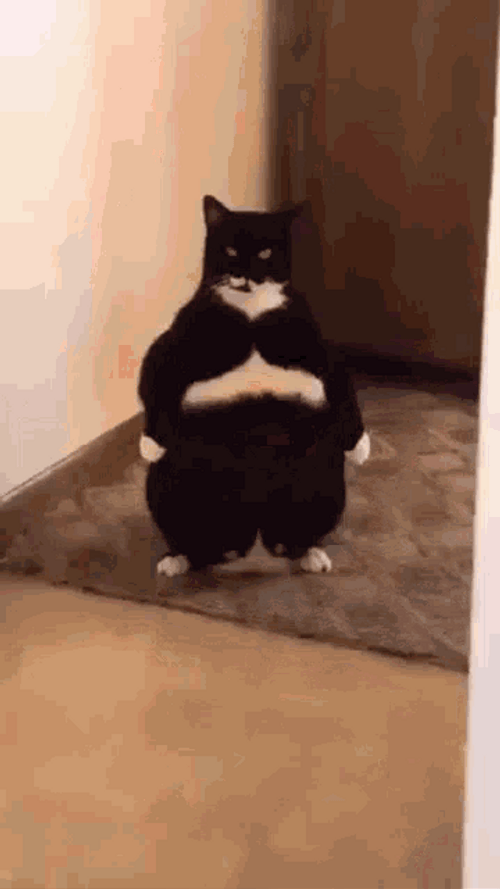 Big Funny Cat And It's Laser Eyes GIF