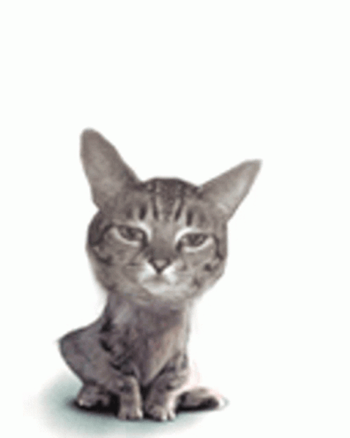 Big Head Surprise El Gato Meme GIF