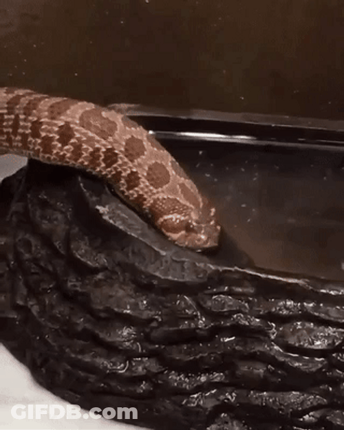Big Hognose Snake Drinking GIF