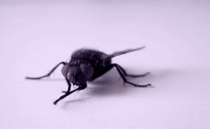 Big Housefly Insect GIF