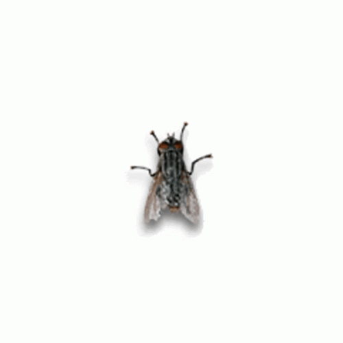 Big Housefly Insect GIF
