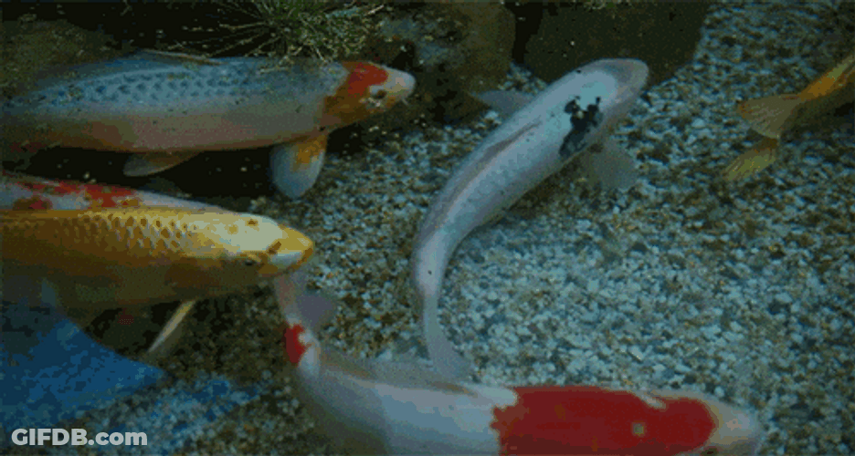 Big Koi Fish Meme GIF