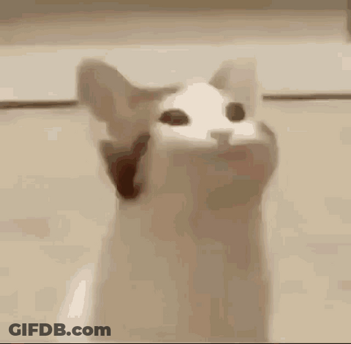 Big Mouth Cat GIF