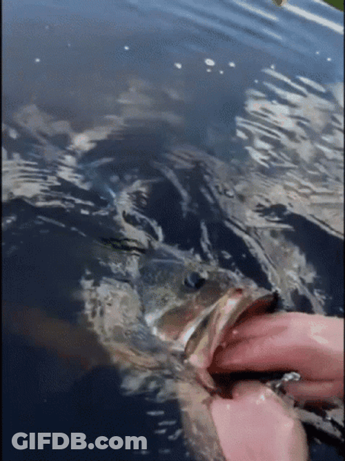 Big Mouth Fish Funny Fishing GIF