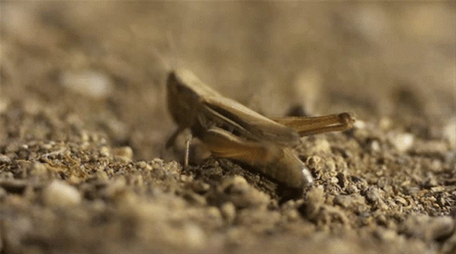 Big Muscles Grasshopper Jumping GIF
