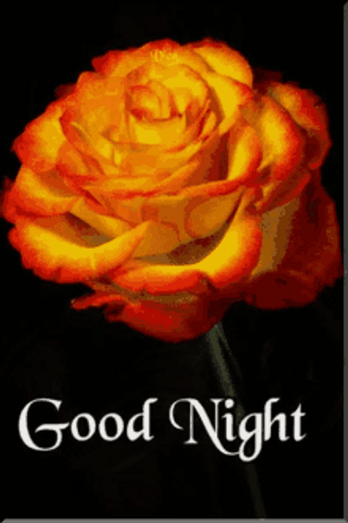 Big Orange And Yellow Rose Good Night GIF