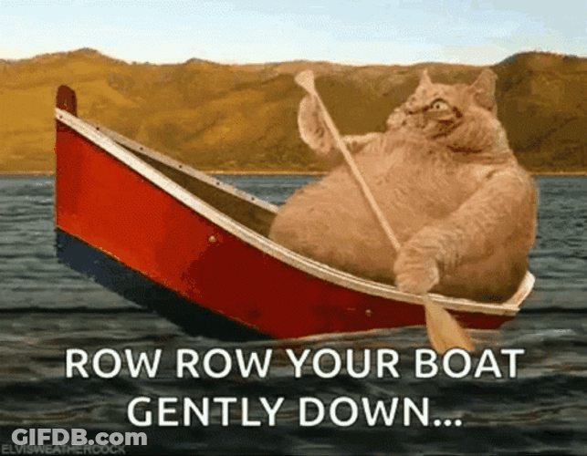 Big Orange Cat Row The Boat GIF