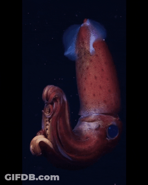 Big Red Squid Swimming GIF